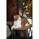 Корм сухий Savory Adult Cat Sensitive Digestion Fresh Lamb and Turkey для дорослих котів з чутливим травленням з ягнятиною т 1111163001 фото 5